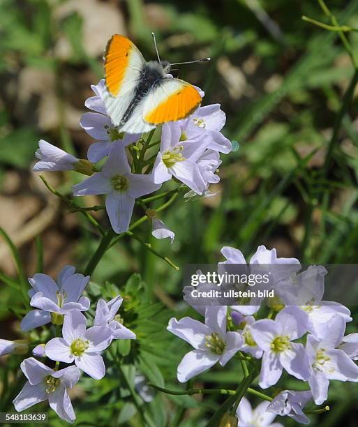 Orange Tip on Cuckoo Flower or Lady's Smock