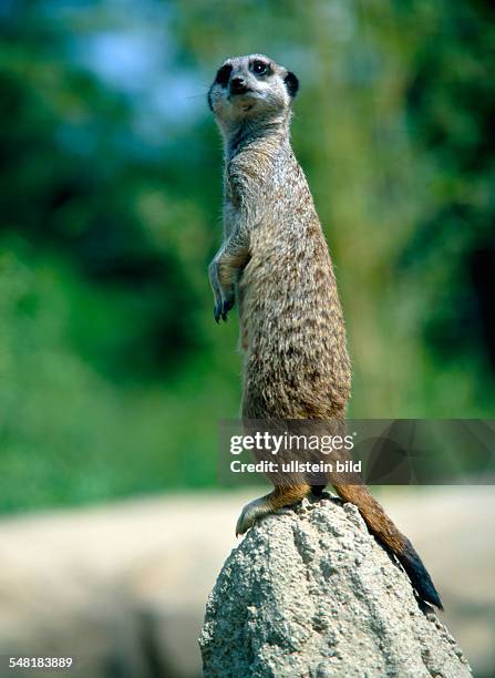 Meerkat or suricate - 2008