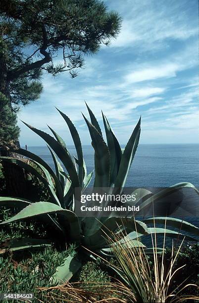 Baumartige Aloe vor Küstenlandschaft der Costa Brava - 1999