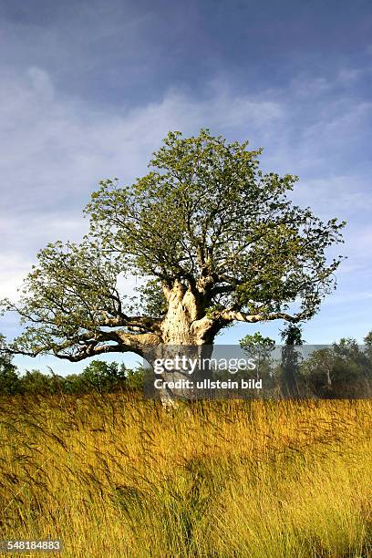 Western Australia Kimberley - Baobab tree in the outback