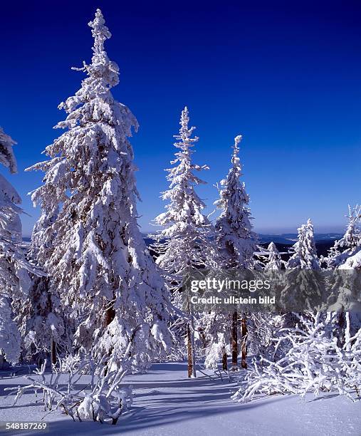 Germany Saxony Fichtelberg - forest in winter in the Erzgebirge mountains