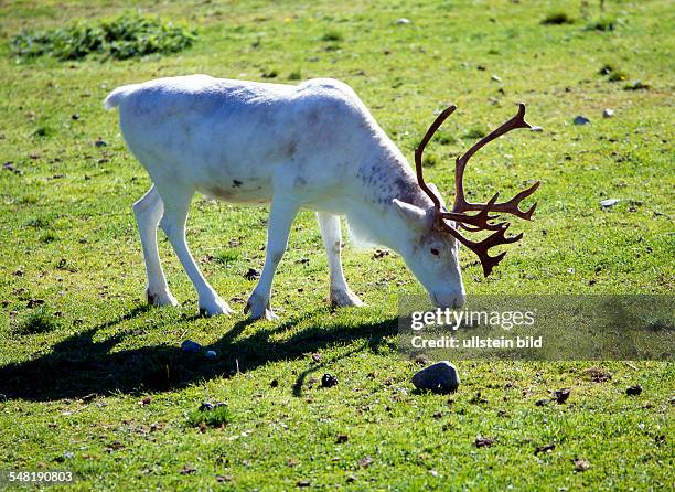 White reindeer in the arctic summer