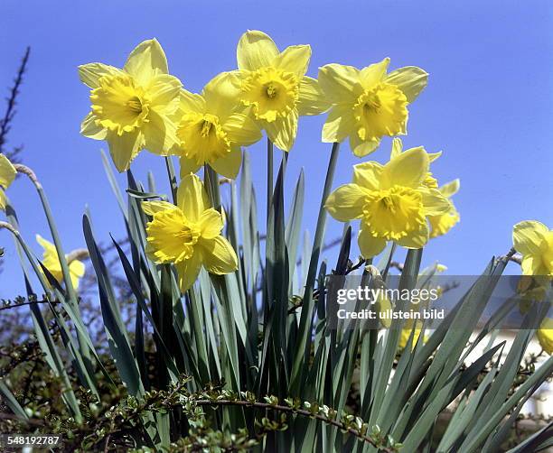 Flowers: Daffodils, narcissus. 1992