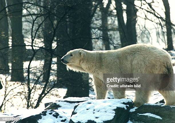 Eisbär im Schnee - 1995