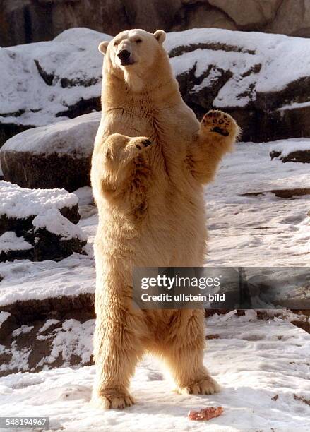 Eisbär 'Willi' aus dem Berliner Zoo macht Männchen - o.J.