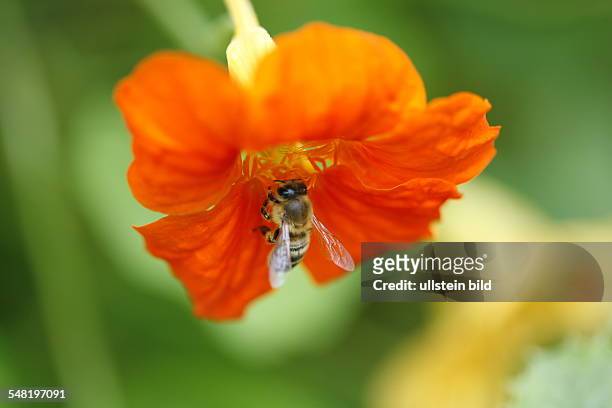 Nasturtium with honey bee