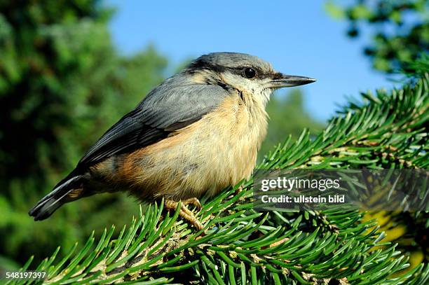 Eurasian Nuthatch