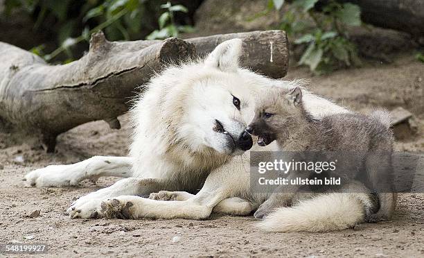 Germany Berlin Charlottenburg - Arctic Wolf , Polar Wolf , mother and young animal in the Berlin zoo