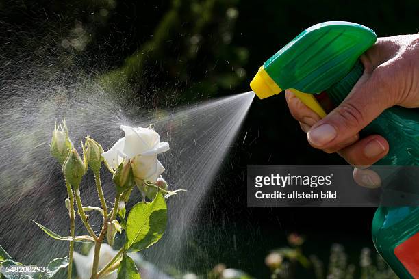 Spraying a pesticide on roses in a garden