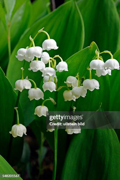 Lilies of the valley