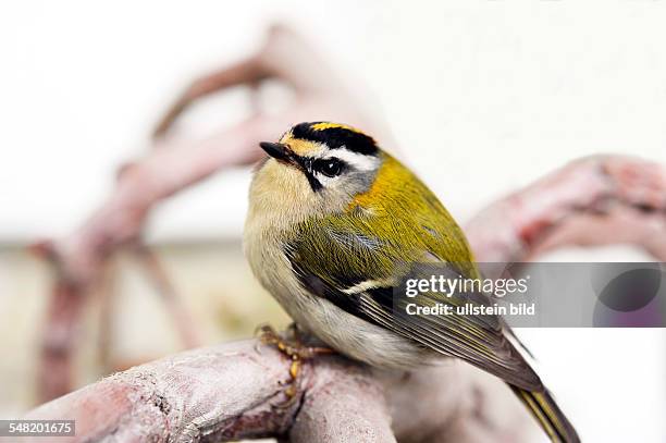 Common Firecrest,