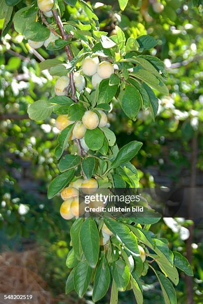 Greengage plum - undatiert