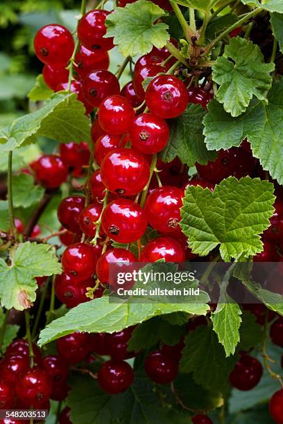 Red currants at the bush