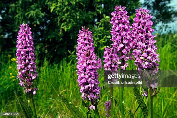 Flowering Southern Marsh Orchid, Leopard Marsh Orchid