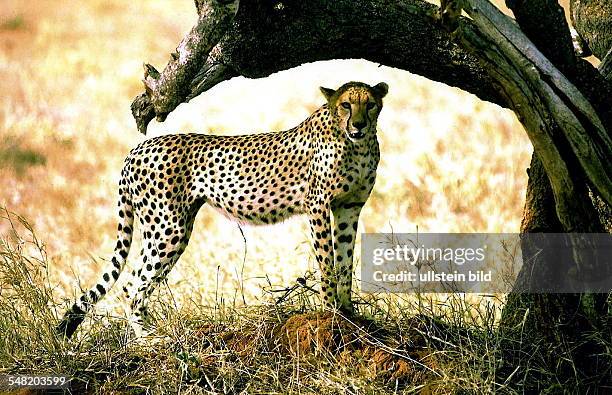 Gepard Rabbit Geparden Photos and Premium High Res Pictures - Getty Images