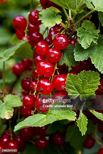 Red currants at the bush