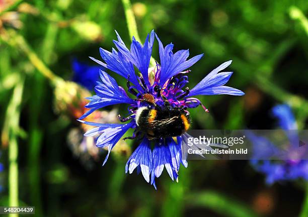 Cornflower with bumblebee