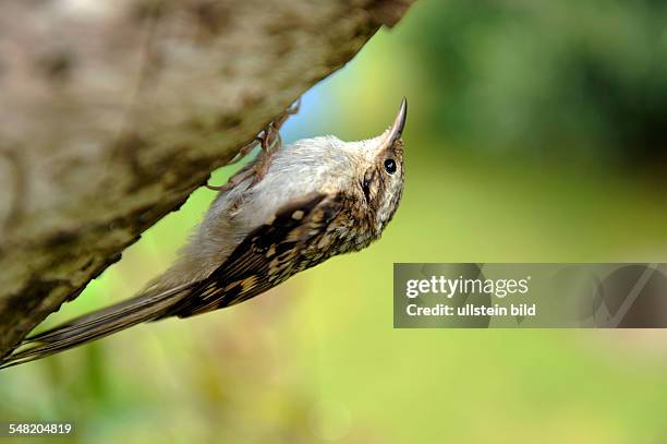 Short-toed Treecreeper at a tree trunk