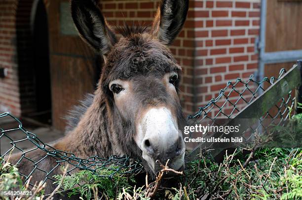 Donkey pressed down the fence and is eating the hedge
