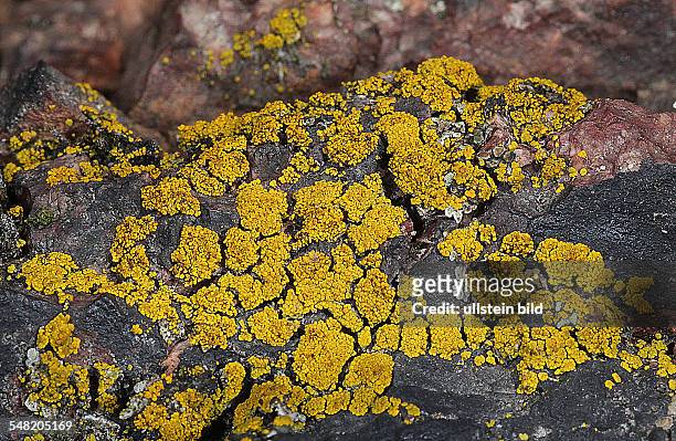 Common orange lichen, yellow scale, maritime sunburst lichen and shore lichen