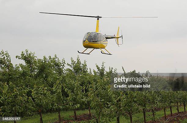 Fruit company Saaleobst Schochwitz, helicopter is removing rain water from a cherry plantation