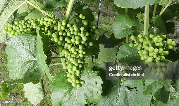 Unripe bunch of grapes