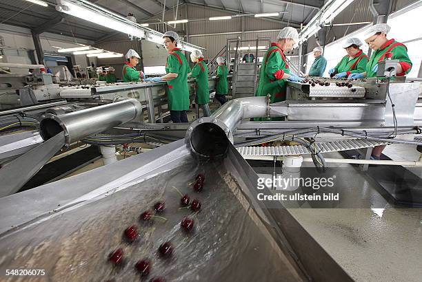 Germany Saxony-Anhalt - Saale Obst, grower and marketing cooperative in Schochwitz, employees sorting cherries for export -