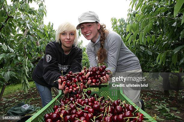 Germany Saxony-Anhalt - Saale Obst, grower and marketing cooperative in Schochwitz, harvesting cherries in a cherry plantation -