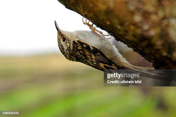 Short-toed Treecreeper at a tree trunk