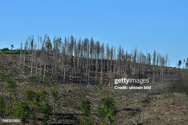 Germany Ilsetal - Waldsterben, bare trees because of bark beetles in the Harz forrest