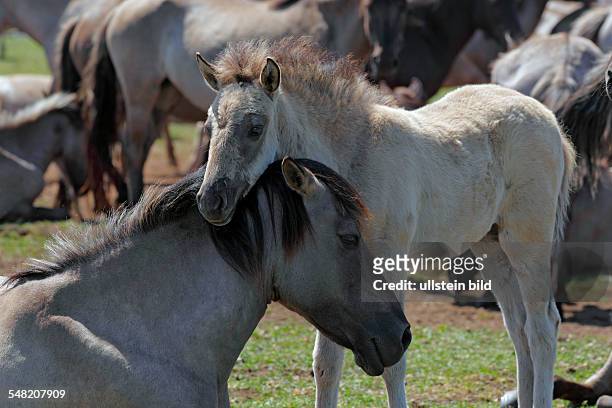 Running wild horses, Dülmen Ponies in nature reserve Merfelder Bruch