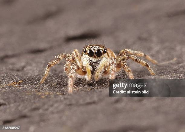 109 Salticus Scenicus Stock Photos, High-Res Pictures, and Images ...