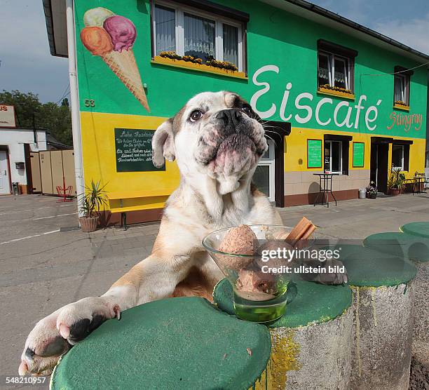 Germany Saxony-Anhalt Teutschenthal - ice cream for dogs made of meat, carots and banana