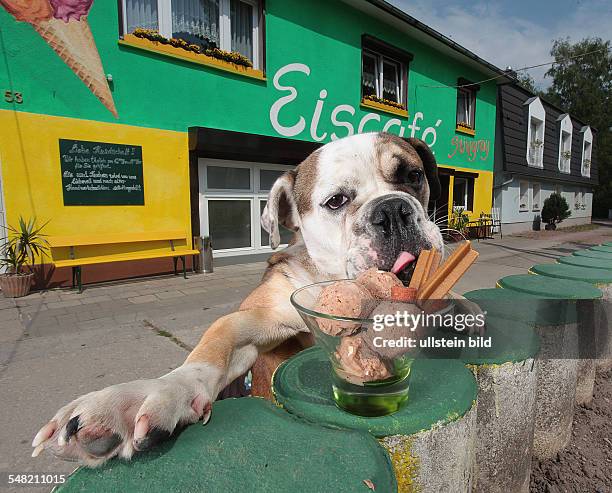 Germany Saxony-Anhalt Teutschenthal - ice cream for dogs made of meat, carots and banana