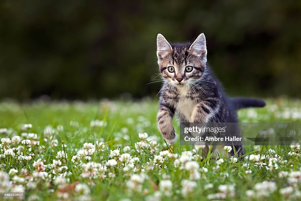 Kitten jumping through flowers