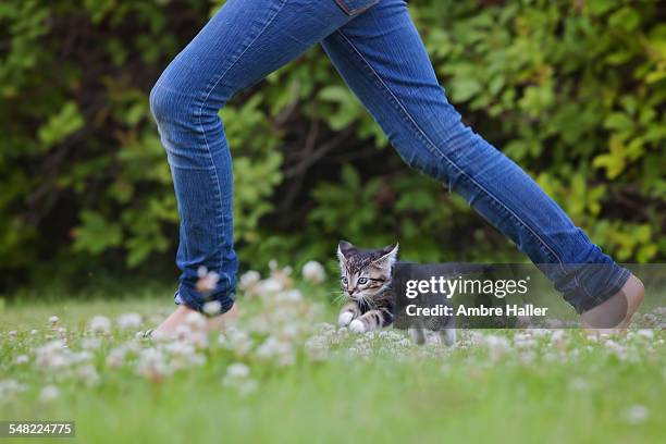Running With Cat 142 Kitty Cat Running On Grass Stock Photos, High-Res Pictures, and ...