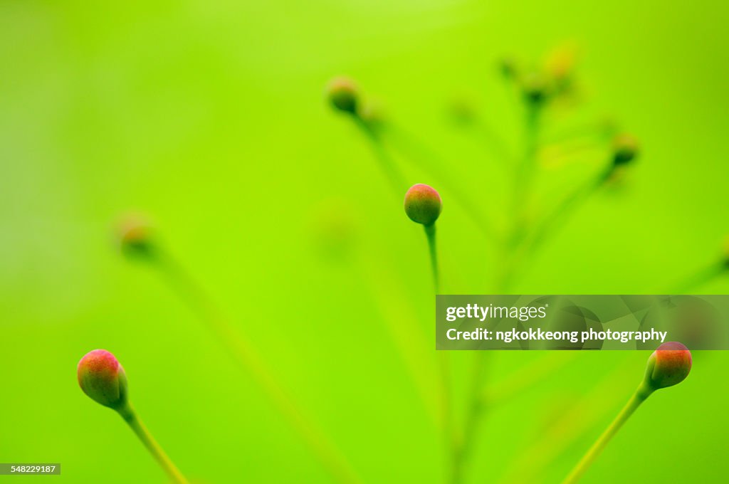 Budding