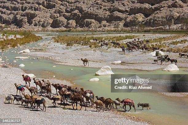 camel caravan passing through bolan pass - migrant caravan stock-fotos und bilder