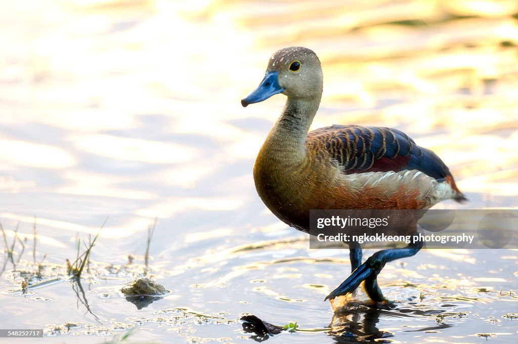 Wading in the sunset