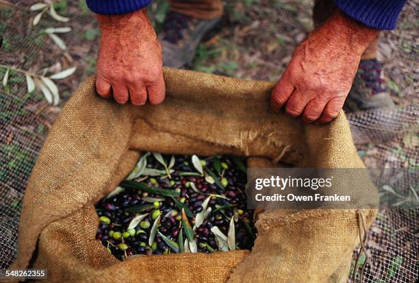 olive harvest in liguria, itlay - liguria stockfoto's en -beelden