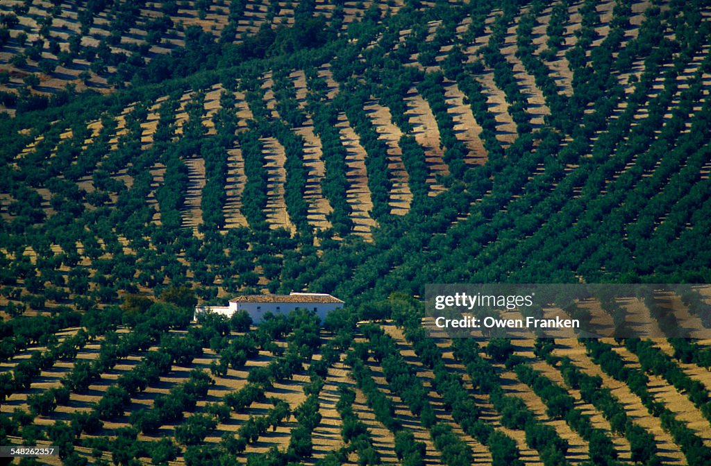Olive fields in Andalucia, Spain