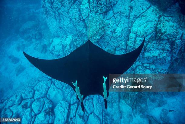 giant manta ray swimming over the reef - remora fish stock pictures, royalty-free photos & images