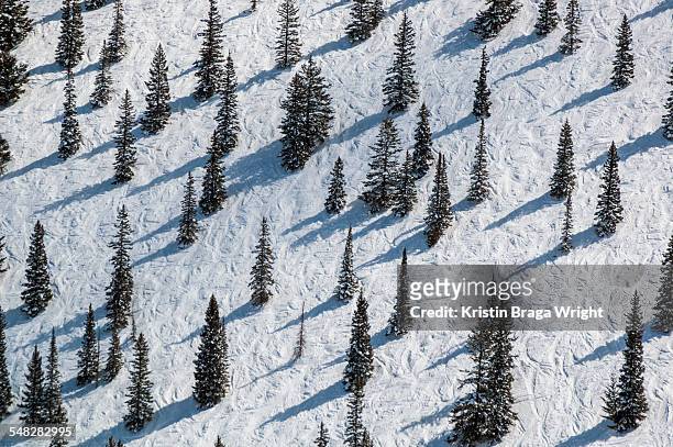 pine trees interspersed on ski trail. - aspen mountain fotografías e imágenes de stock