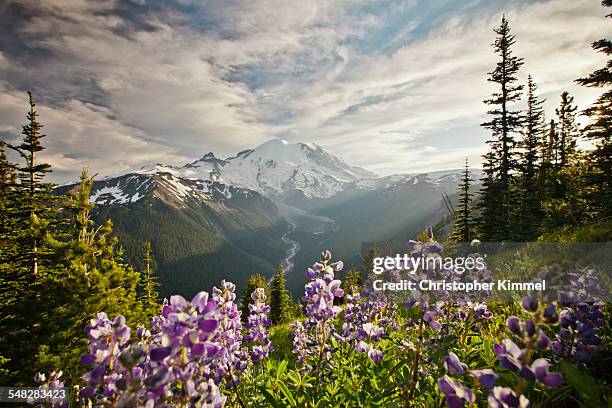 wildflowers in mount ranier national park - mount rainier nationalpark stock-fotos und bilder