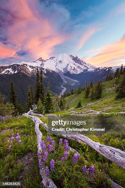 purple lupin grows in an alpine meadow across from mount ranier. - mt rainier - fotografias e filmes do acervo