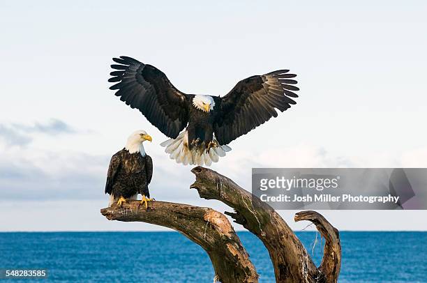 bald eagle (haliaeetus leucocephalus) - perching stock pictures, royalty-free photos & images