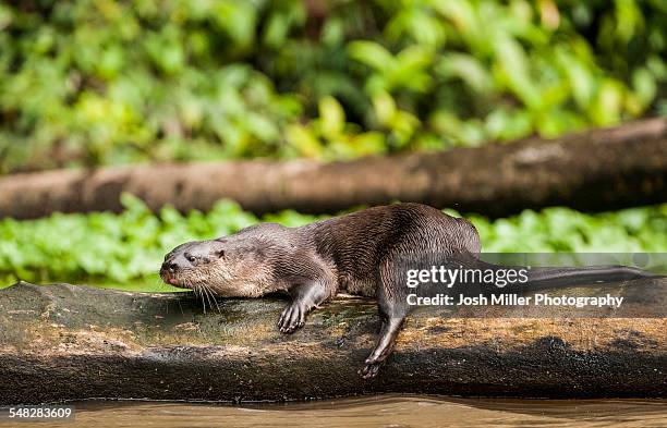 neotropical river otter (lontra longicaudis) - lontra stock pictures, royalty-free photos & images