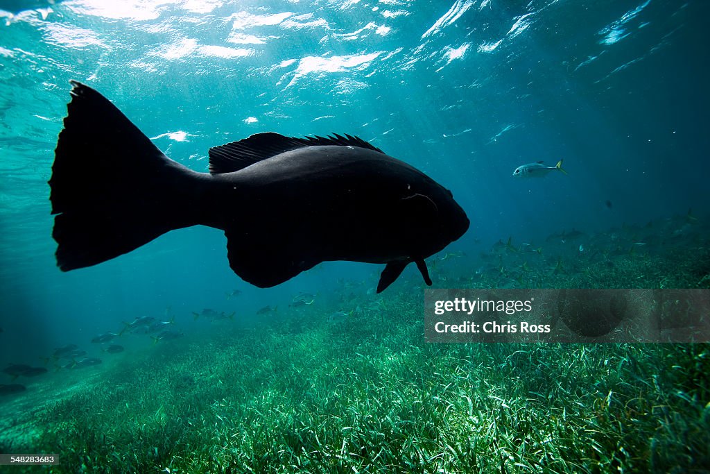 A black sea bass swims above sea grass