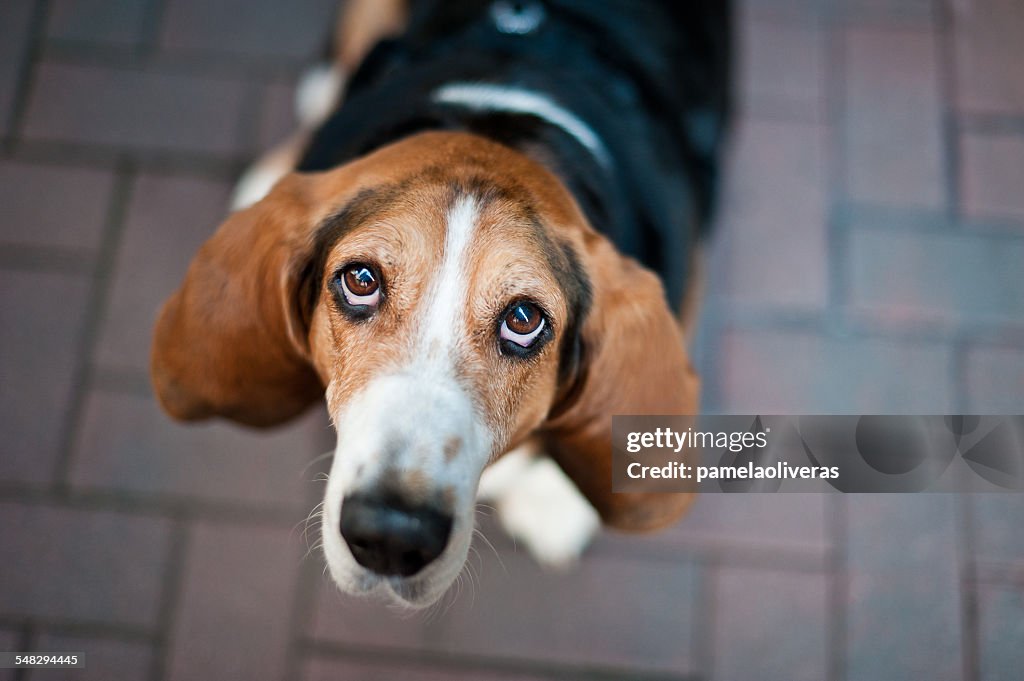 Beagle dog looking up