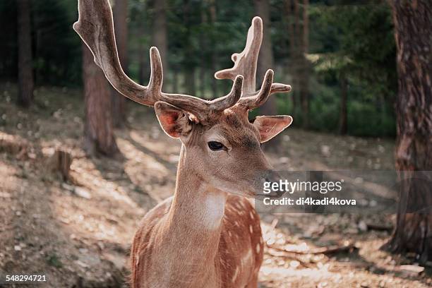 portrait of a deer - 60183 stock pictures, royalty-free photos & images